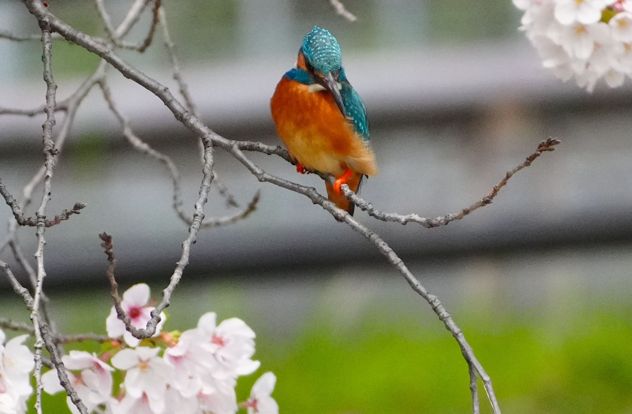 Photo of Common Kingfisher at Osaka Tsurumi Ryokuchi by アルキュオン