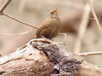 2024年4月3日(水) 宮城県の野鳥観察記録