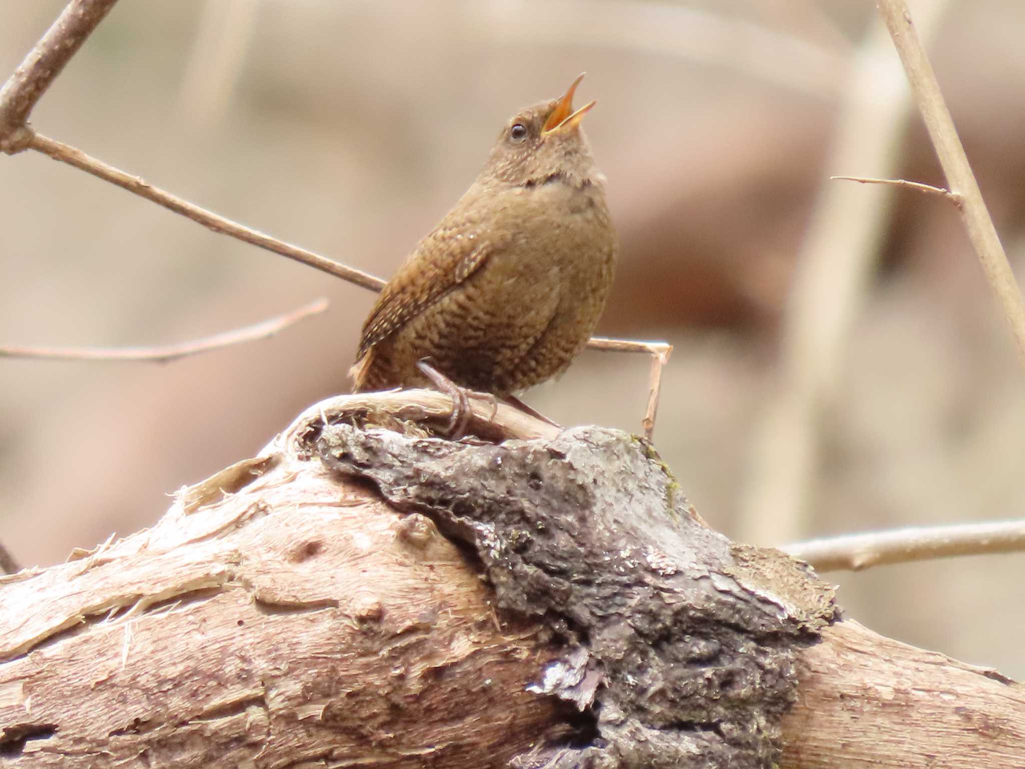 Eurasian Wren