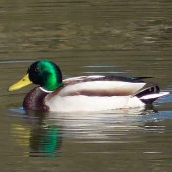 マガモ 青葉の森公園(千葉県) 2024年2月10日(土)