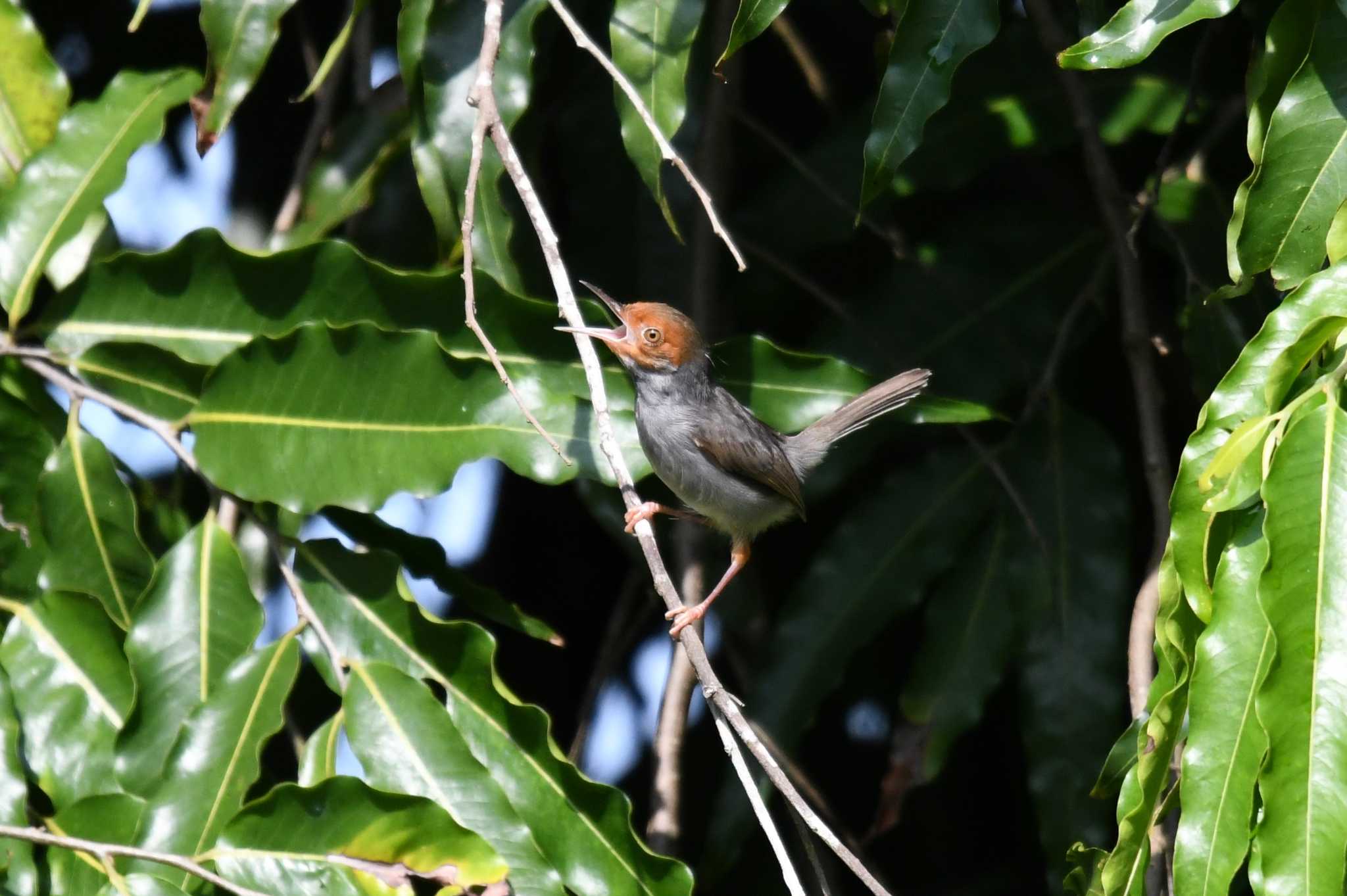 Ashy Tailorbird