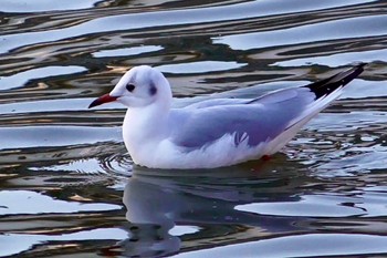 ユリカモメ 小田原城址公園(小田原城) 2024年1月6日(土)