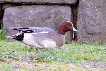 Eurasian Wigeon 小田原城址公園(小田原城) Sat, 1/6/2024