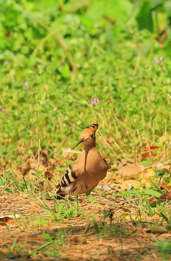 Eurasian Hoopoe Unknown Spots Sun, 3/31/2024