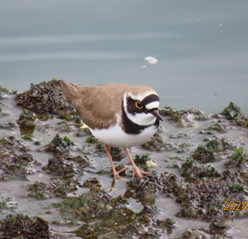 Little Ringed Plover 東京湾 Thu, 3/28/2024