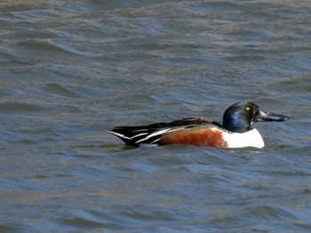 Northern Shoveler 打上川治水緑地 Fri, 3/29/2024