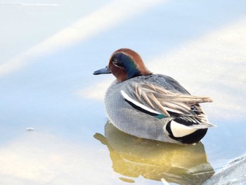 Eurasian Teal 打上川治水緑地 Fri, 3/29/2024