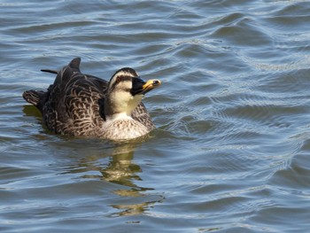 Eastern Spot-billed Duck 打上川治水緑地 Fri, 3/29/2024