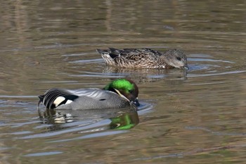 Falcated Duck Watarase Yusuichi (Wetland) Mon, 4/1/2024