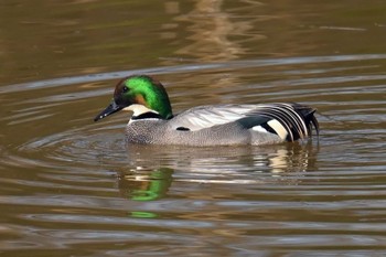 Falcated Duck Watarase Yusuichi (Wetland) Mon, 4/1/2024