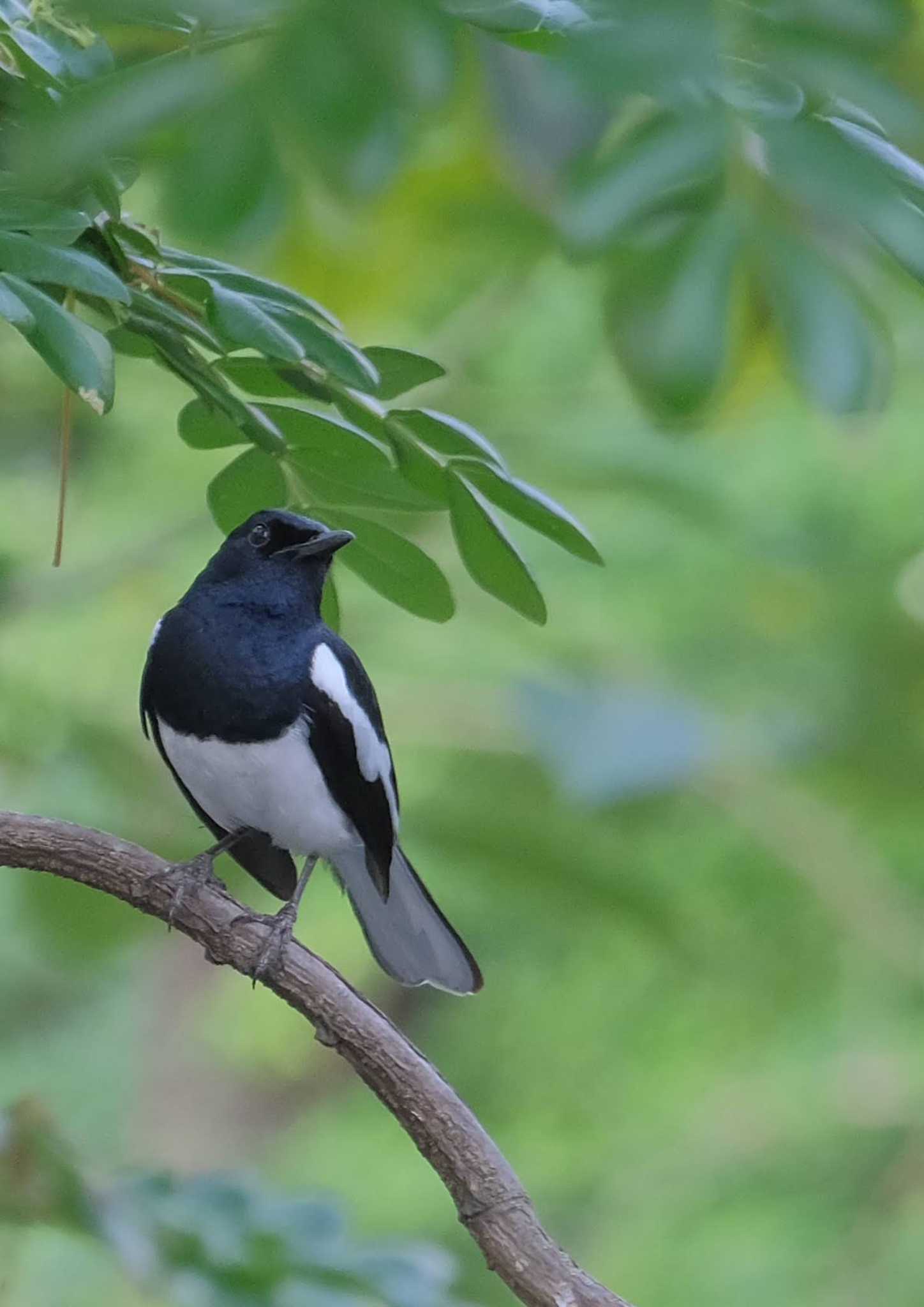 Oriental Magpie-Robin