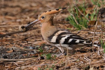 Eurasian Hoopoe 神奈川県 Sun, 3/31/2024