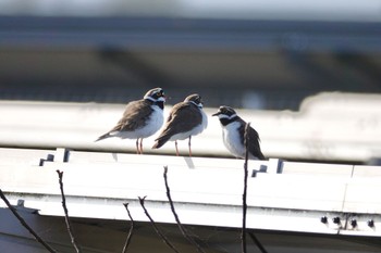 Little Ringed Plover Unknown Spots Mon, 4/1/2024