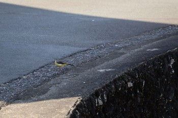 キセキレイ 中郷温水池(三島市) 2024年3月17日(日)