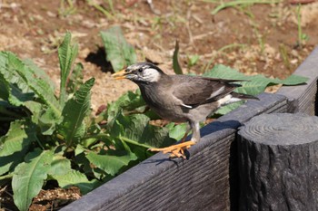 ムクドリ 水元公園 撮影日未設定