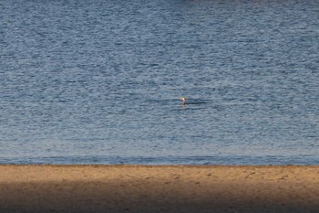 ウミウ 伊豆半島 2023年12月2日(土)