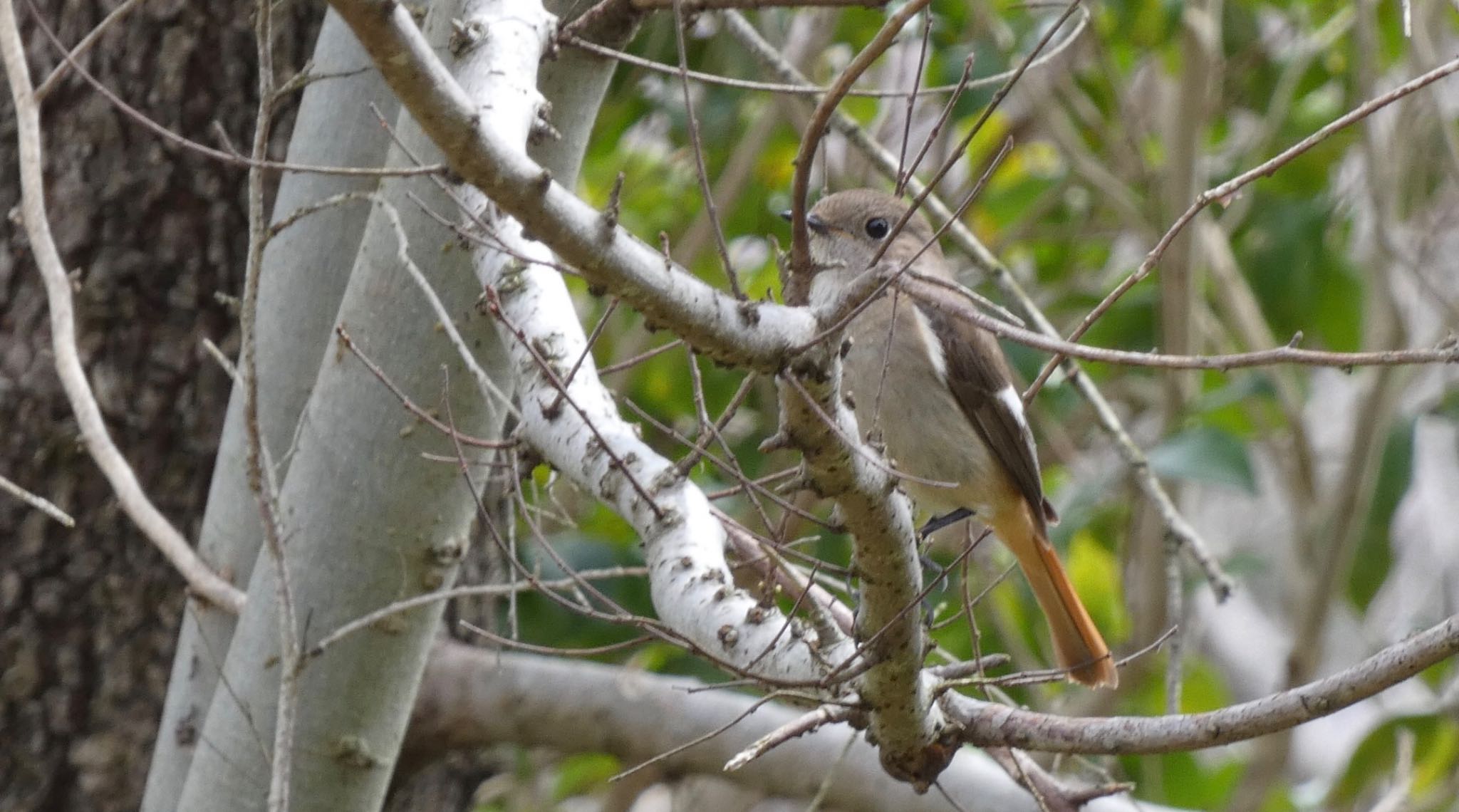 Daurian Redstart