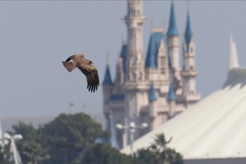 トビ 葛西臨海公園 2024年3月31日(日)