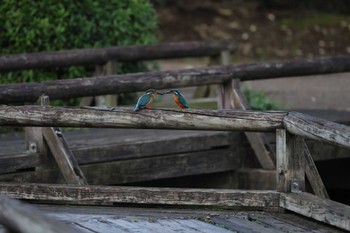 カワセミ 薬師池公園 2024年4月2日(火)