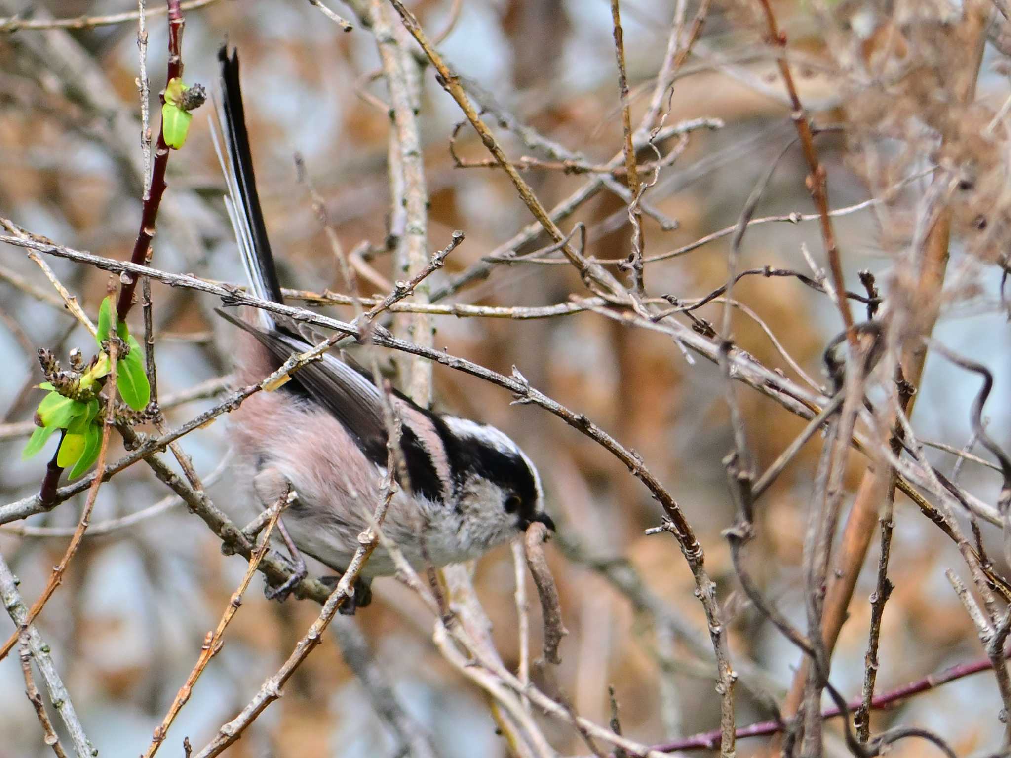 Long-tailed Tit