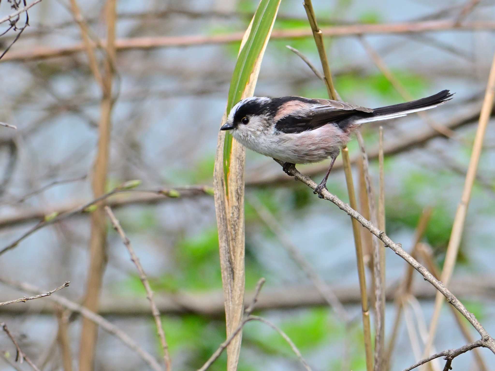 Long-tailed Tit