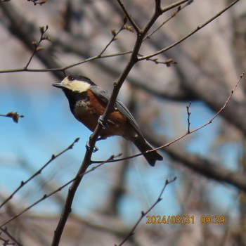 Varied Tit Hibiya Park Sun, 3/31/2024