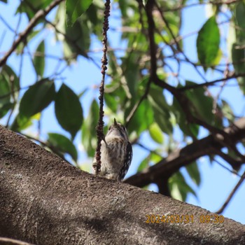 Japanese Pygmy Woodpecker Hibiya Park Sun, 3/31/2024