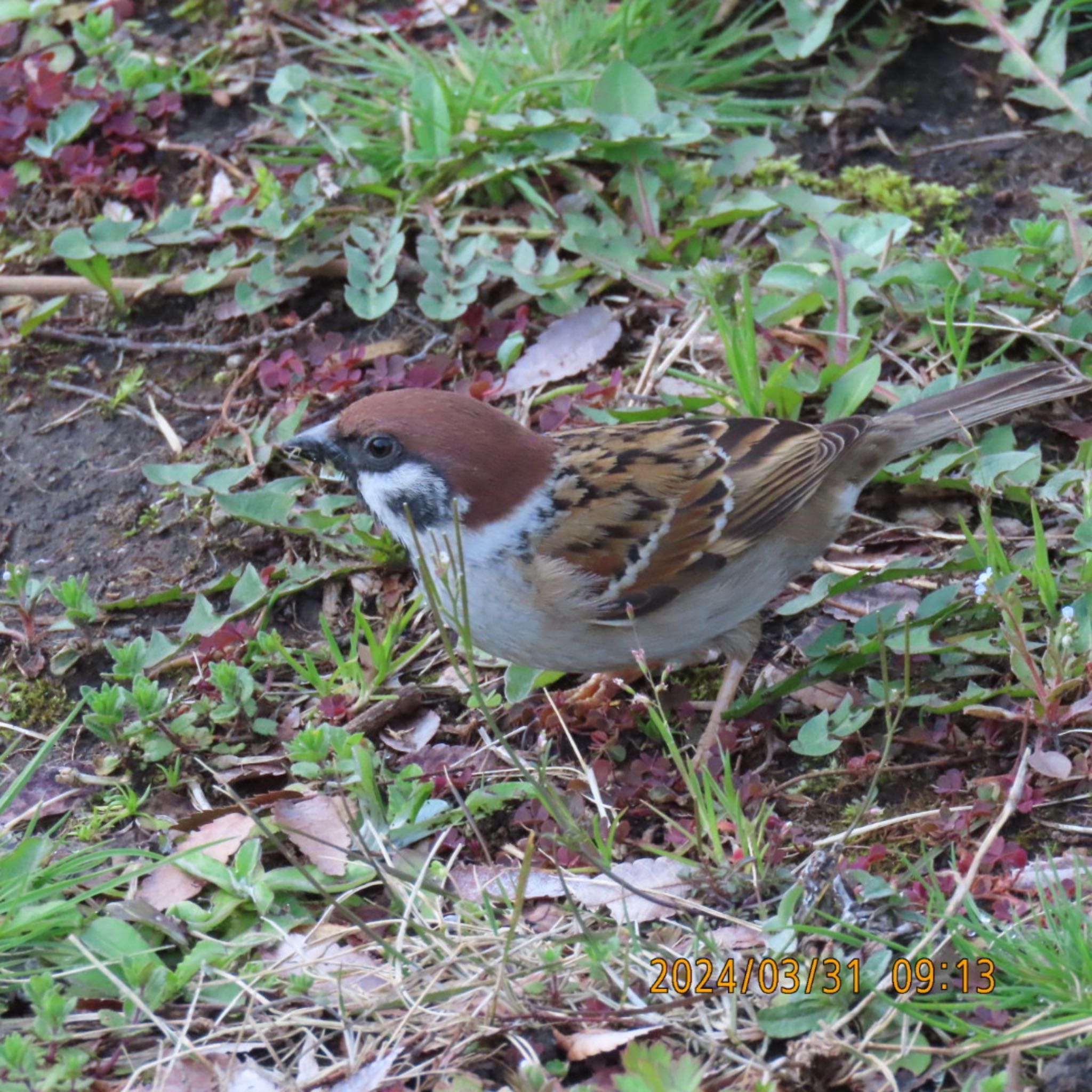 Eurasian Tree Sparrow