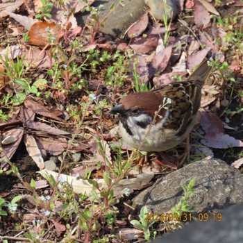 Eurasian Tree Sparrow Hibiya Park Sun, 3/31/2024