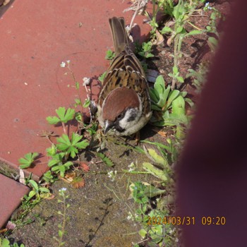 Eurasian Tree Sparrow Hibiya Park Sun, 3/31/2024