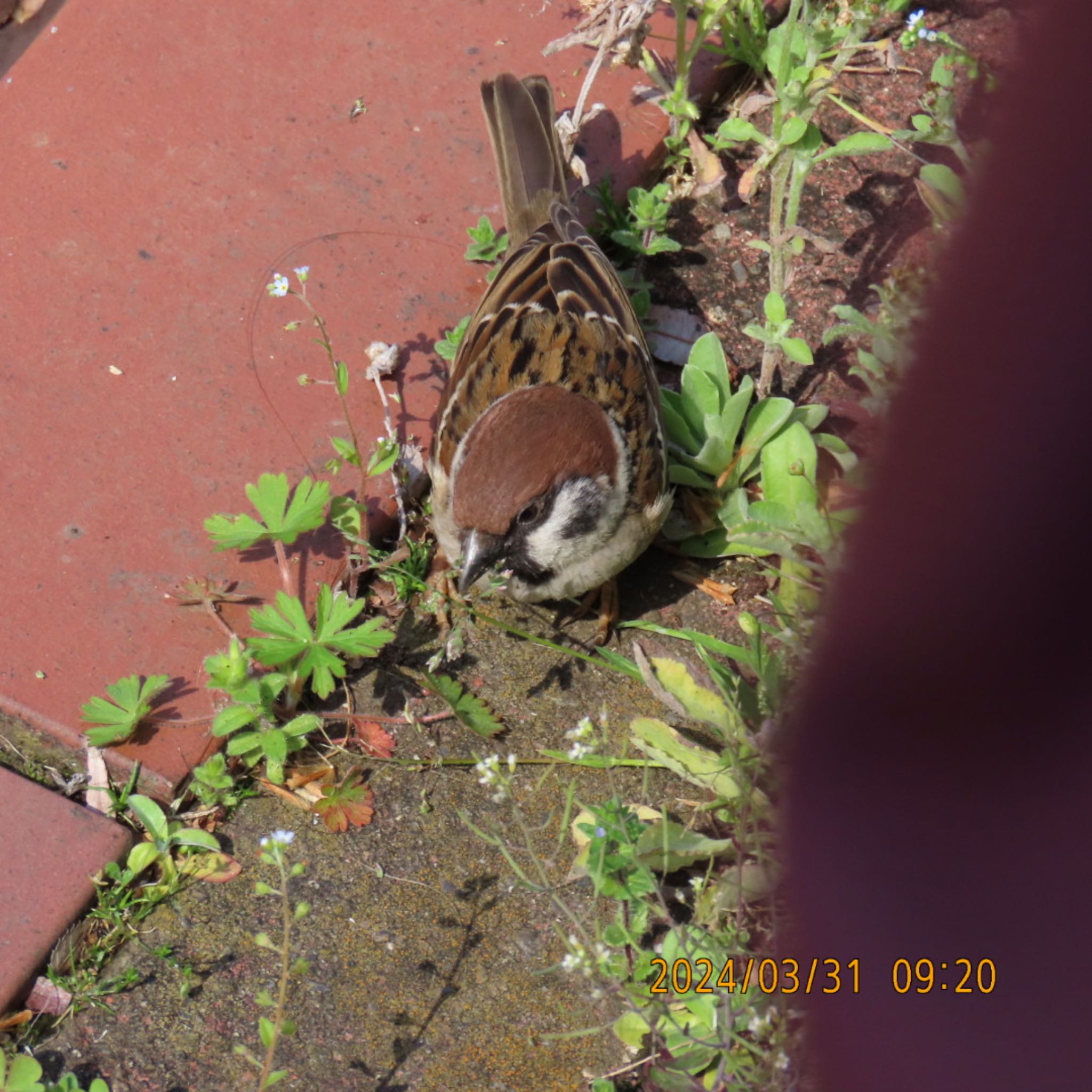 Eurasian Tree Sparrow