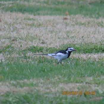 White Wagtail Hibiya Park Sun, 3/31/2024