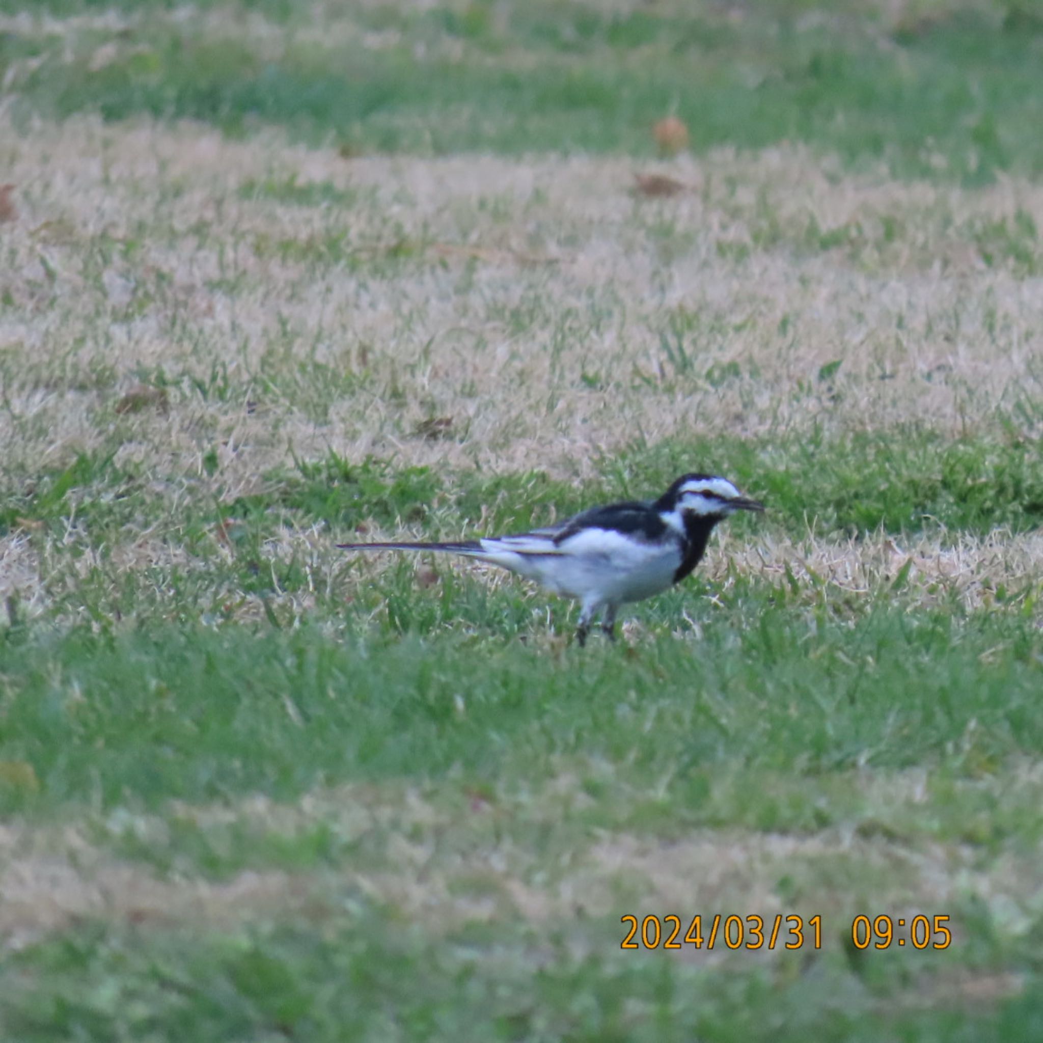 White Wagtail