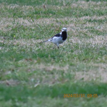 White Wagtail Hibiya Park Sun, 3/31/2024