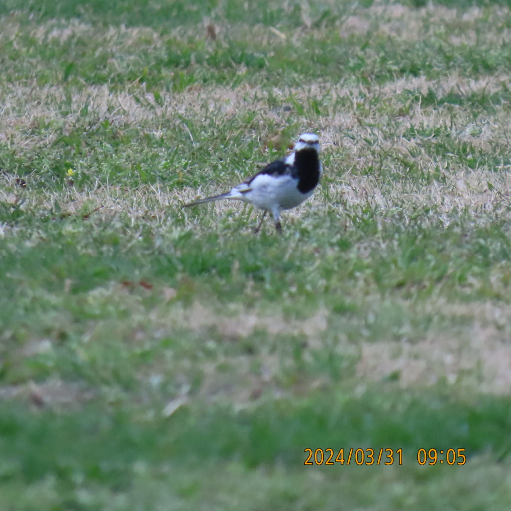 White Wagtail