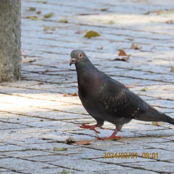 Rock Dove Hibiya Park Sun, 3/31/2024