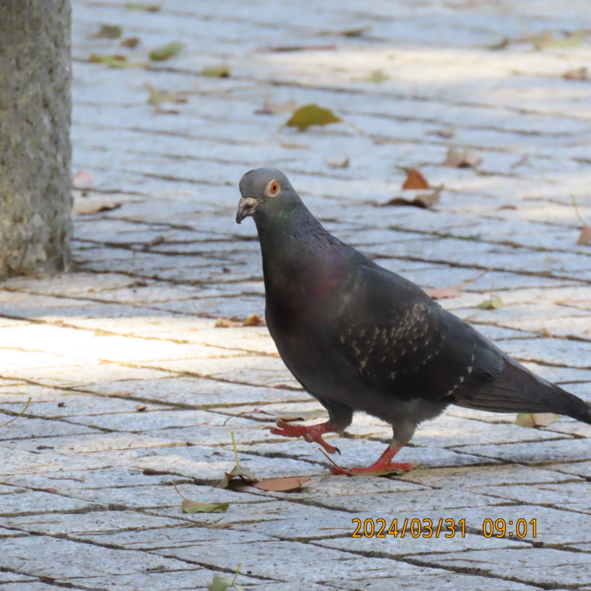 Photo of Rock Dove at Hibiya Park by 焼き芋