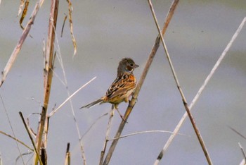 Chestnut-eared Bunting 大阪市内 Thu, 4/4/2024