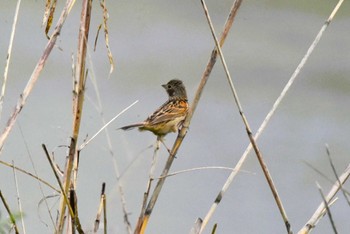 Chestnut-eared Bunting 大阪市内 Thu, 4/4/2024