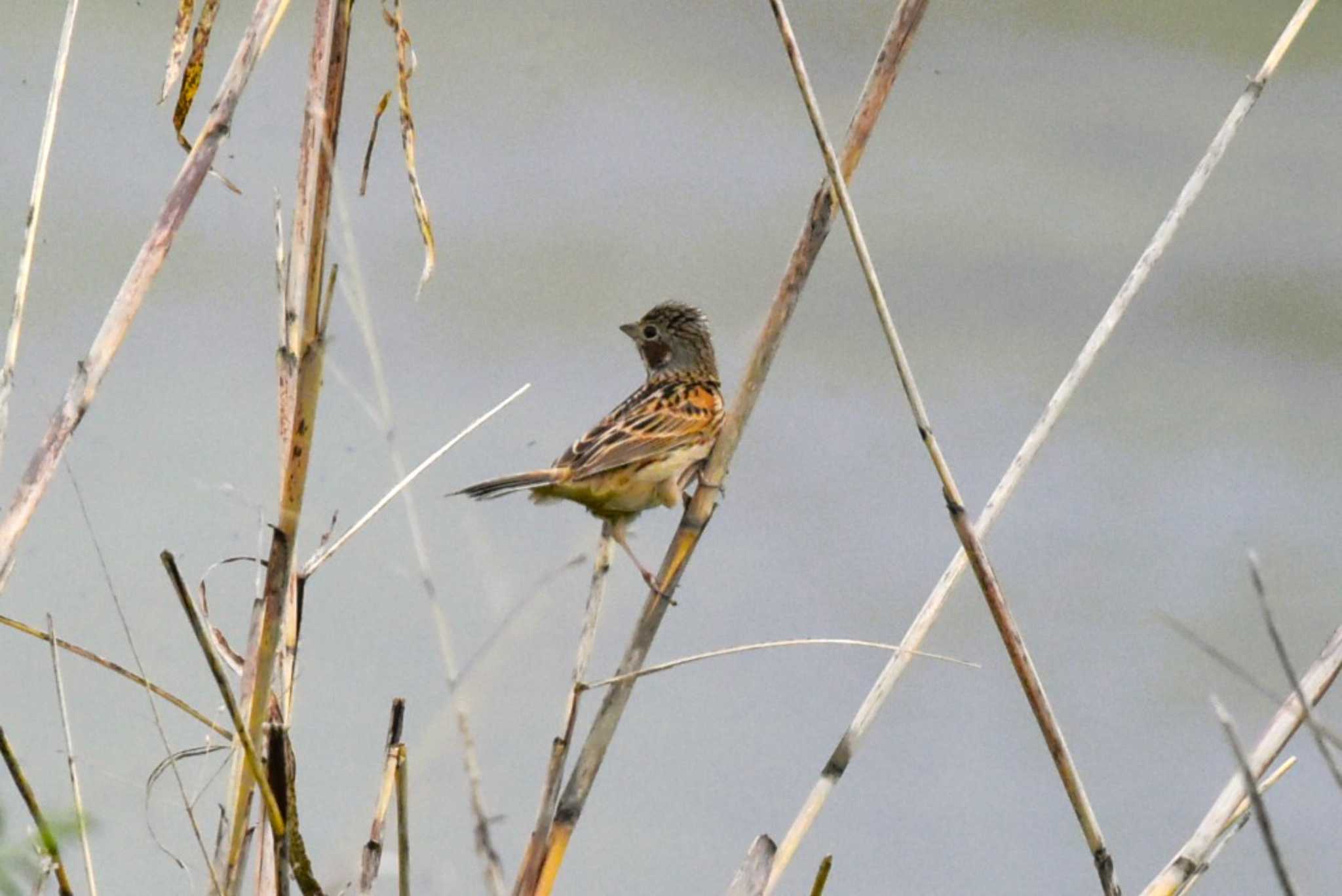 Photo of Chestnut-eared Bunting at 大阪市内 by IKKEN