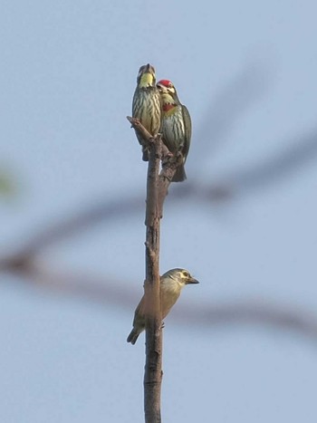 Coppersmith Barbet Wachirabenchathat Park(Suan Rot Fai) Wed, 4/3/2024