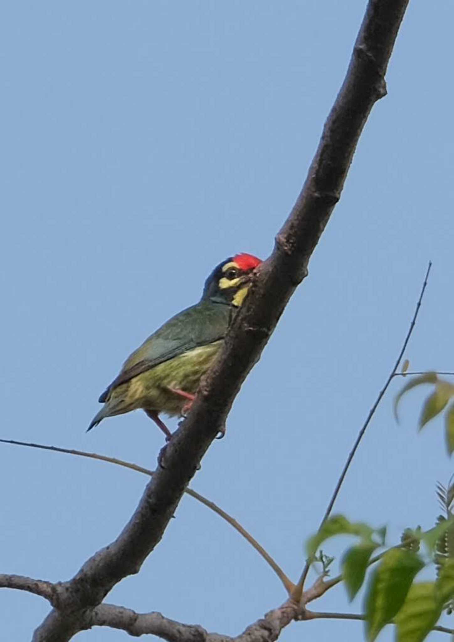 Coppersmith Barbet