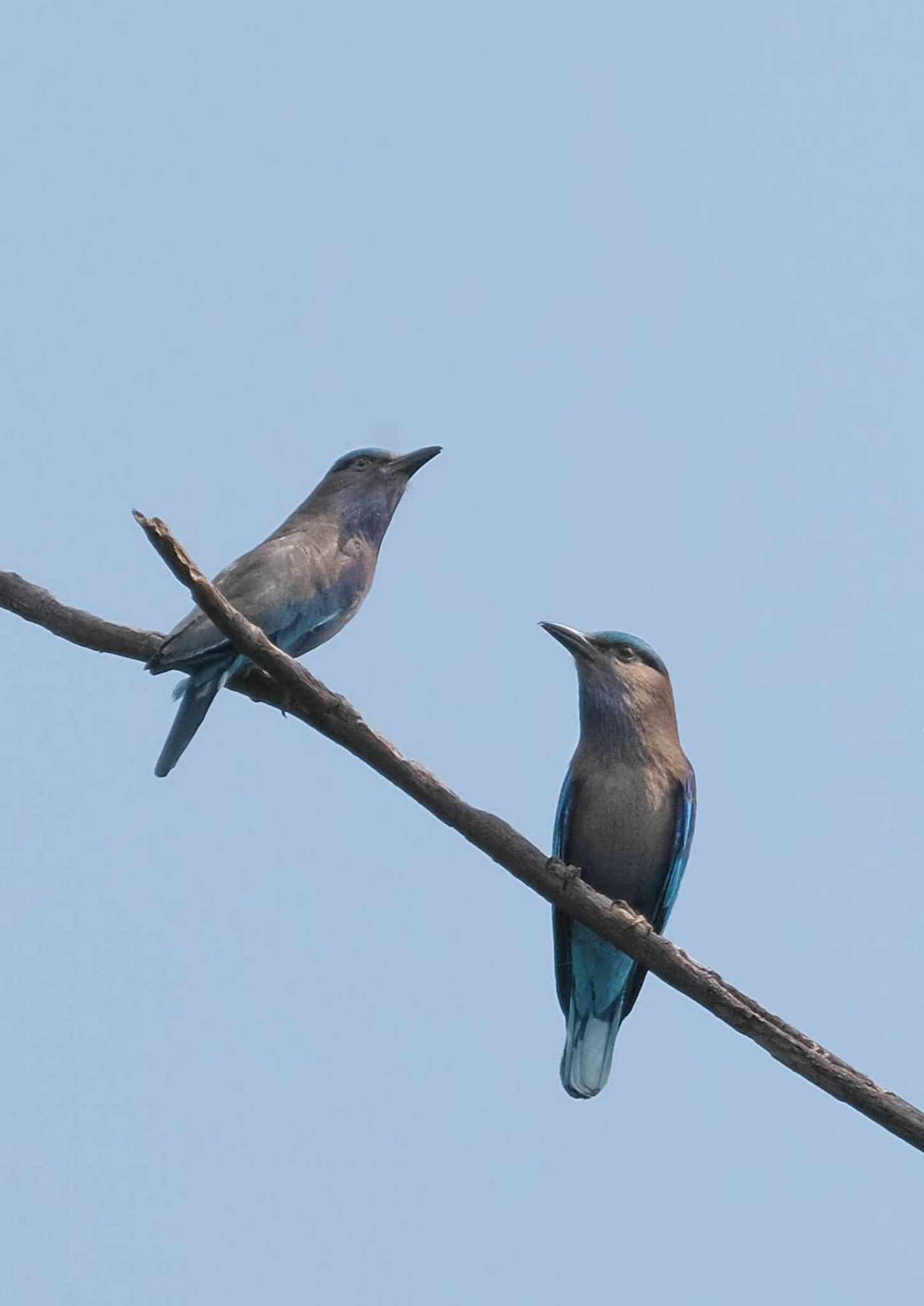 Indian Roller