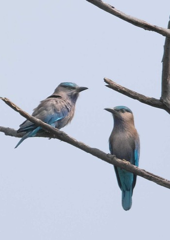 2024年4月3日(水) Wachirabenchathat Park(Suan Rot Fai)の野鳥観察記録