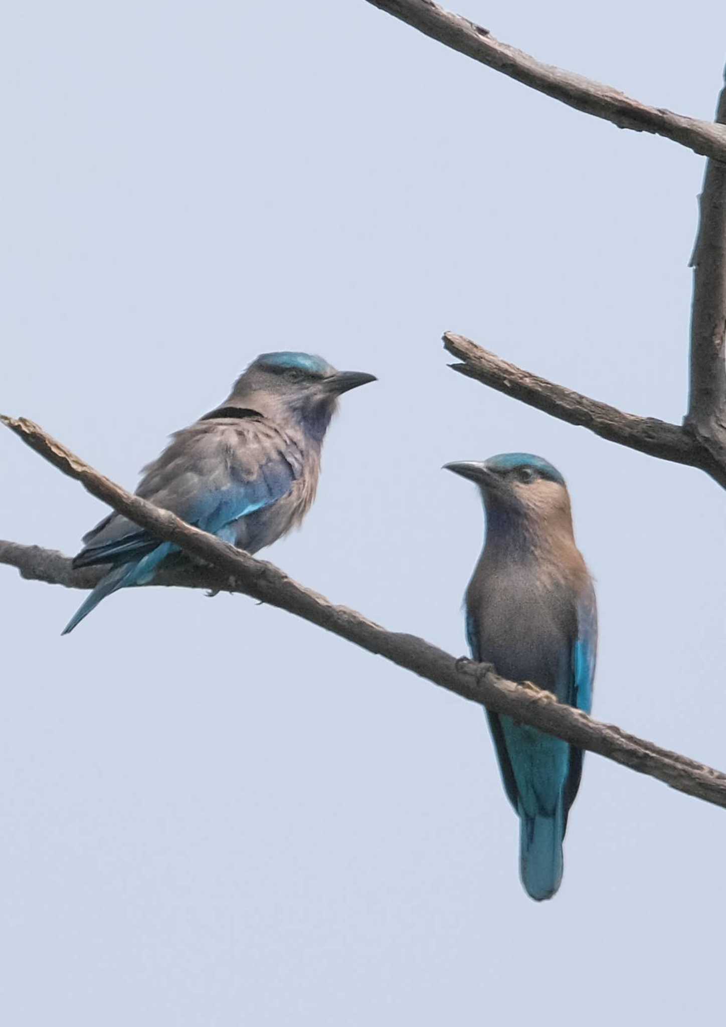 Indian Roller