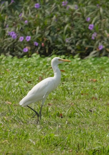 アマサギ Wachirabenchathat Park(Suan Rot Fai) 2024年4月3日(水)