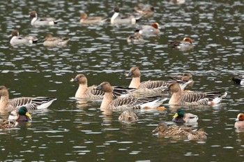 Tundra Bean Goose 西池（滋賀県長浜市） Fri, 2/23/2024