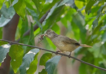 Ayeyarwady Bulbul Wachirabenchathat Park(Suan Rot Fai) Wed, 4/3/2024