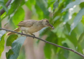 Ayeyarwady Bulbul Wachirabenchathat Park(Suan Rot Fai) Wed, 4/3/2024