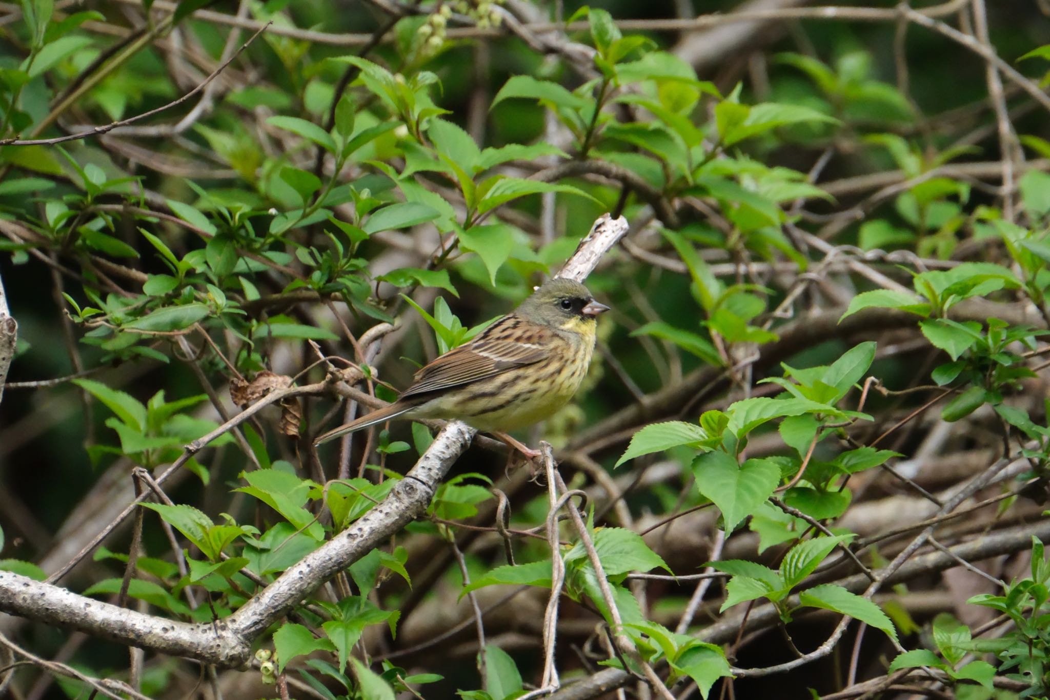 Photo of Masked Bunting at 愛鷹広域公園 by ポン介